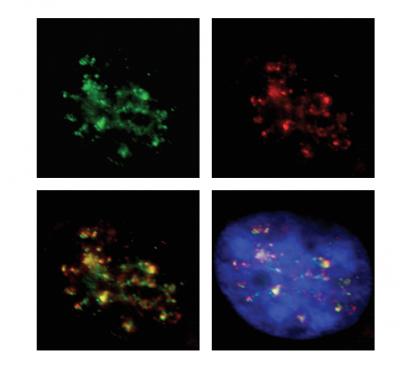 RNA polymerase 2 reads genes in active neighborhoods